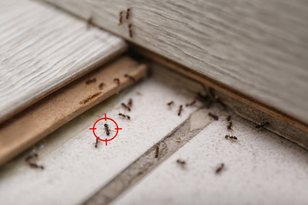 Best Residential Pest Control  in Iola, WI