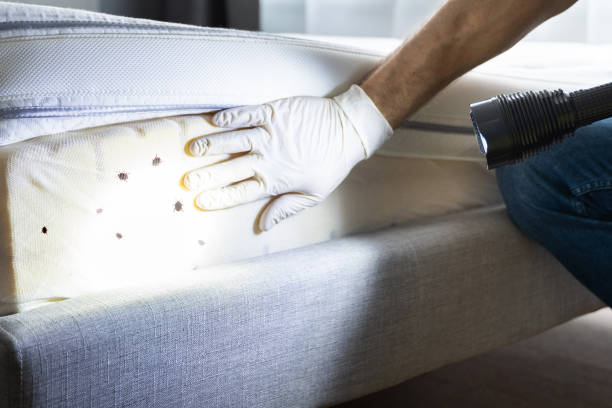 Best Wasp Removal Services  in Iola, WI
