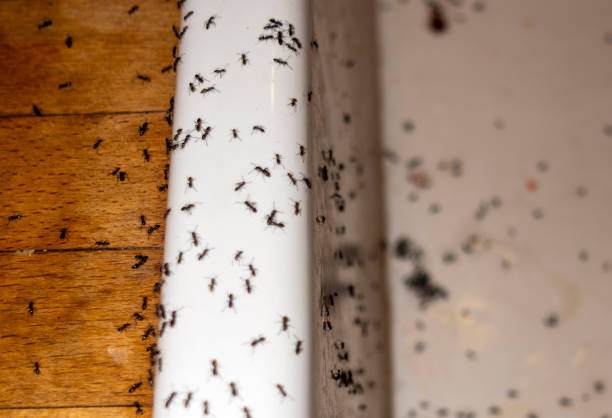 Best Pest Prevention Services  in Iola, WI