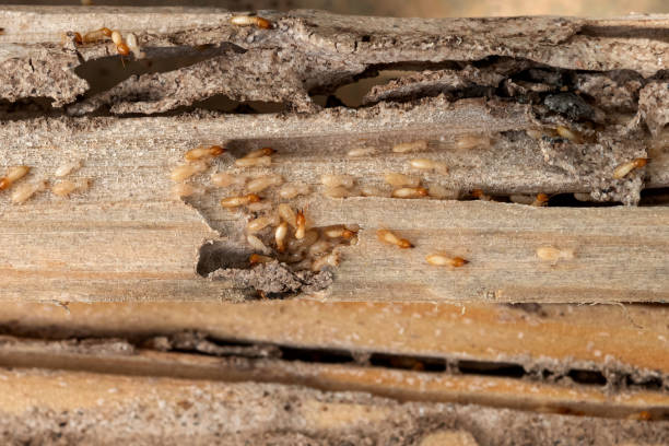 Best Cockroach Control Services  in Iola, WI